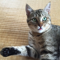 きょうのおテグ