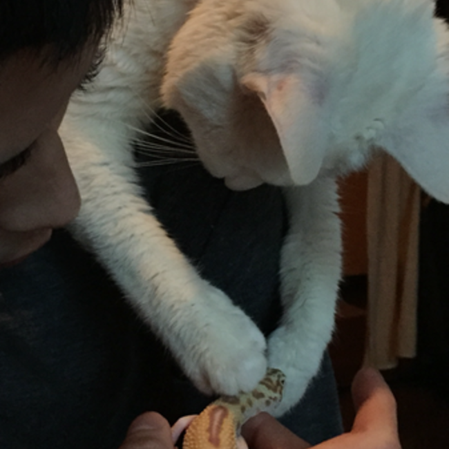 ぴっぴとここあのカバー写真