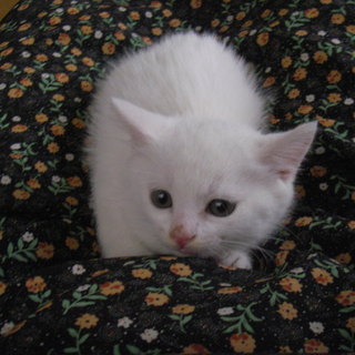 子猫の里親を探しています。