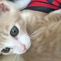 甘えん坊子猫
