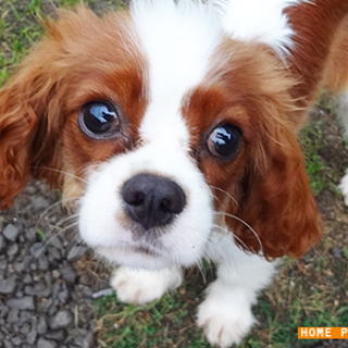 【決定しました】大分県内希望、元気な男の子です