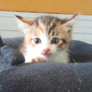 元気いっぱいな子猫です。