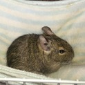 デグー ノーマル６ヶ月♂とノーマルパイド５ヶ月♀