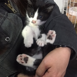 のらクロ君の里親さん募集！