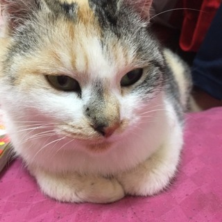 ２匹の猫ちゃん (ミミ/ポポ)♀