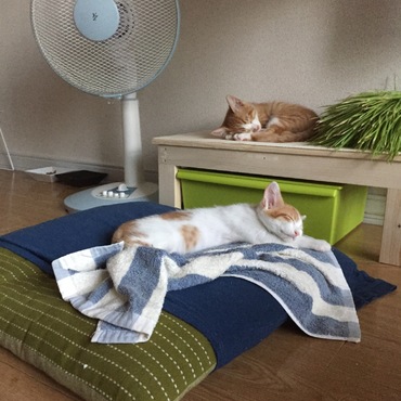 昼間に寝過ぎて夜中元気なんやな〜