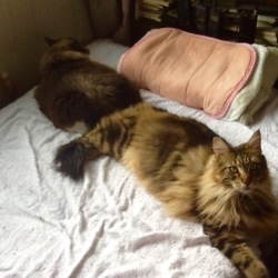 「鉄道写真？（笑）」サムネイル1