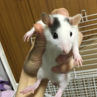 ハスキーラット♂2匹