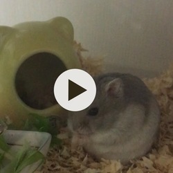 めたぼうの動画、公開したいのにできない(T_T)