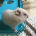 ハムスターの里親様募集中