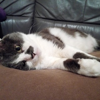 ちょっと不器用なもちもち系男子