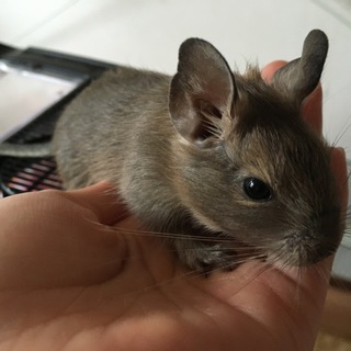 デグーのあかちゃんの里親募集