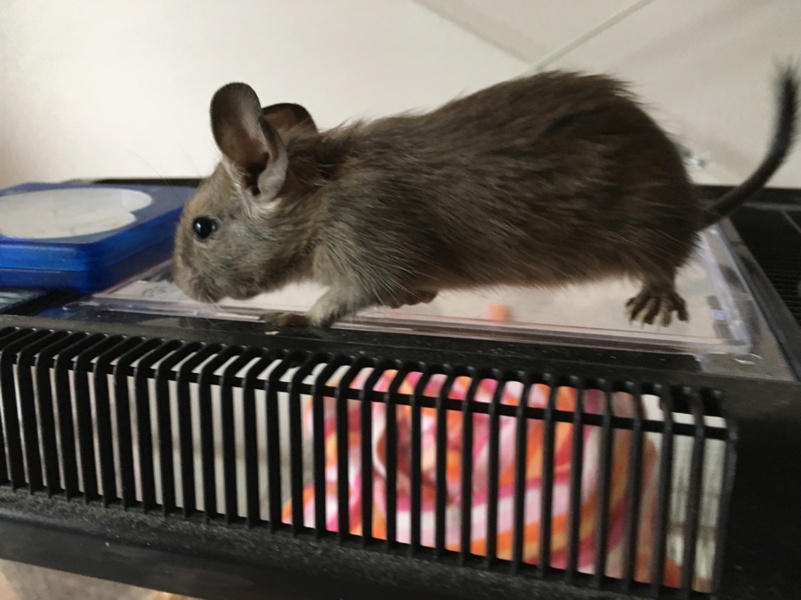 デグーのあかちゃんの里親募集 サムネイル2