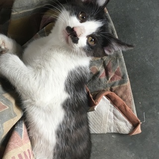 可愛い子猫の里親さんになってください。