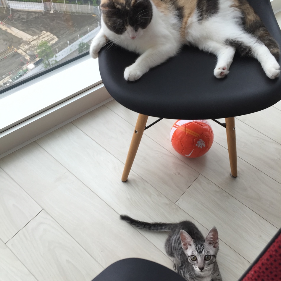 Schnuffiのカバー写真