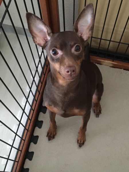 里親様見つかりました 埼玉県 犬の里親募集 ペットのおうち 月間利用者150万人