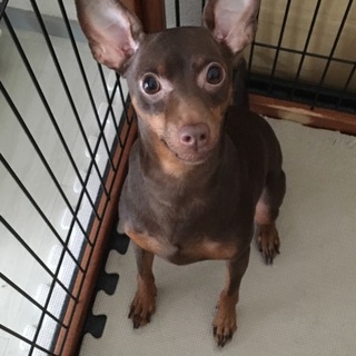 【里親様見つかりました】ミニピン♂甘えたがり