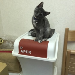 夕飯作りを眺める子猫