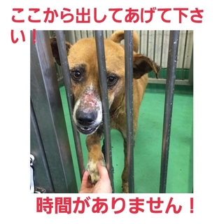 人が大好き！命繋がっています。明日まで！