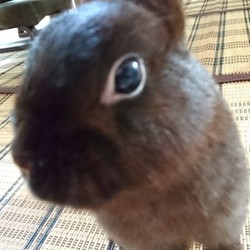 「何見てんのよ？(≡・x・≡)」サムネイル2