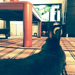 「何見てんのよ？(≡・x・≡)」サムネイル3