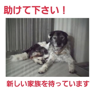 家族として迎えます!