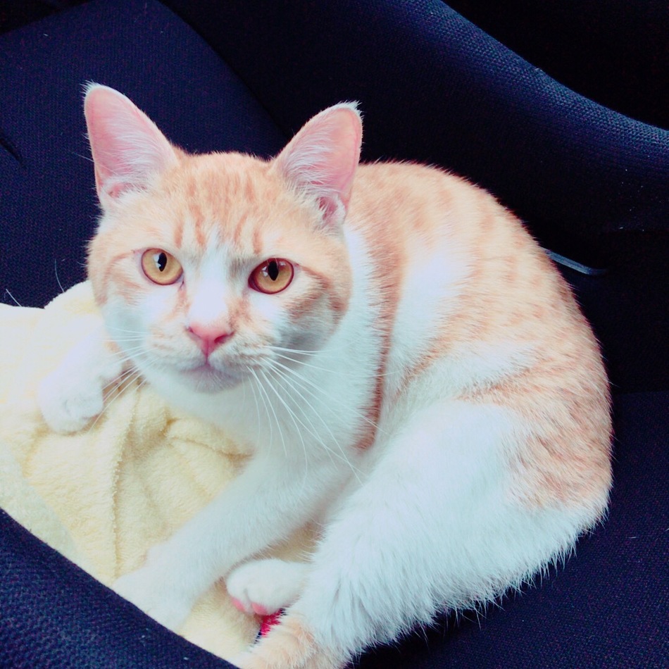 チロルのカバー写真