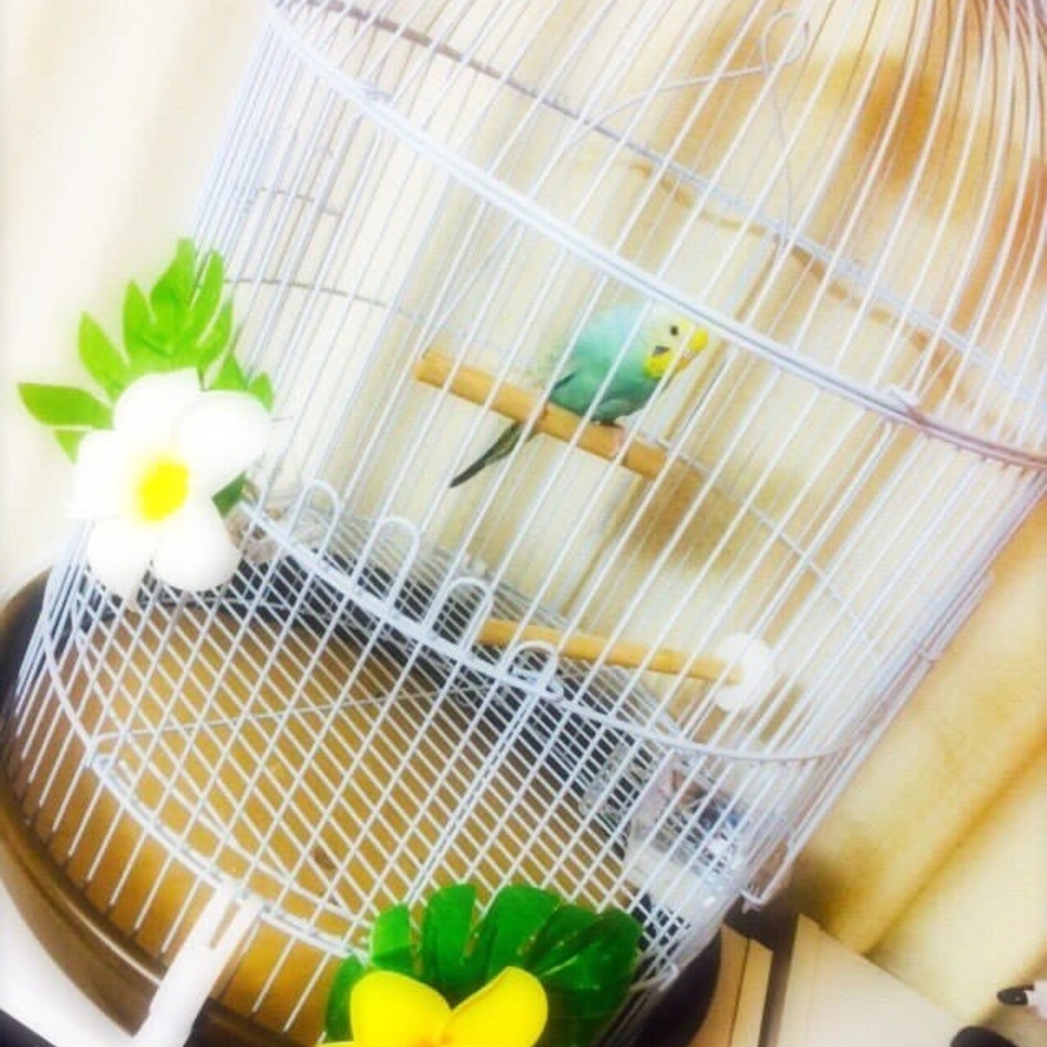 モアナのカバー写真