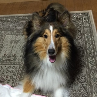 ○　シェルティ（女の子２才）　おてんばです　○