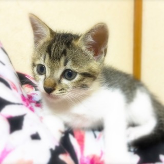 可愛がって頂ける方募集中！