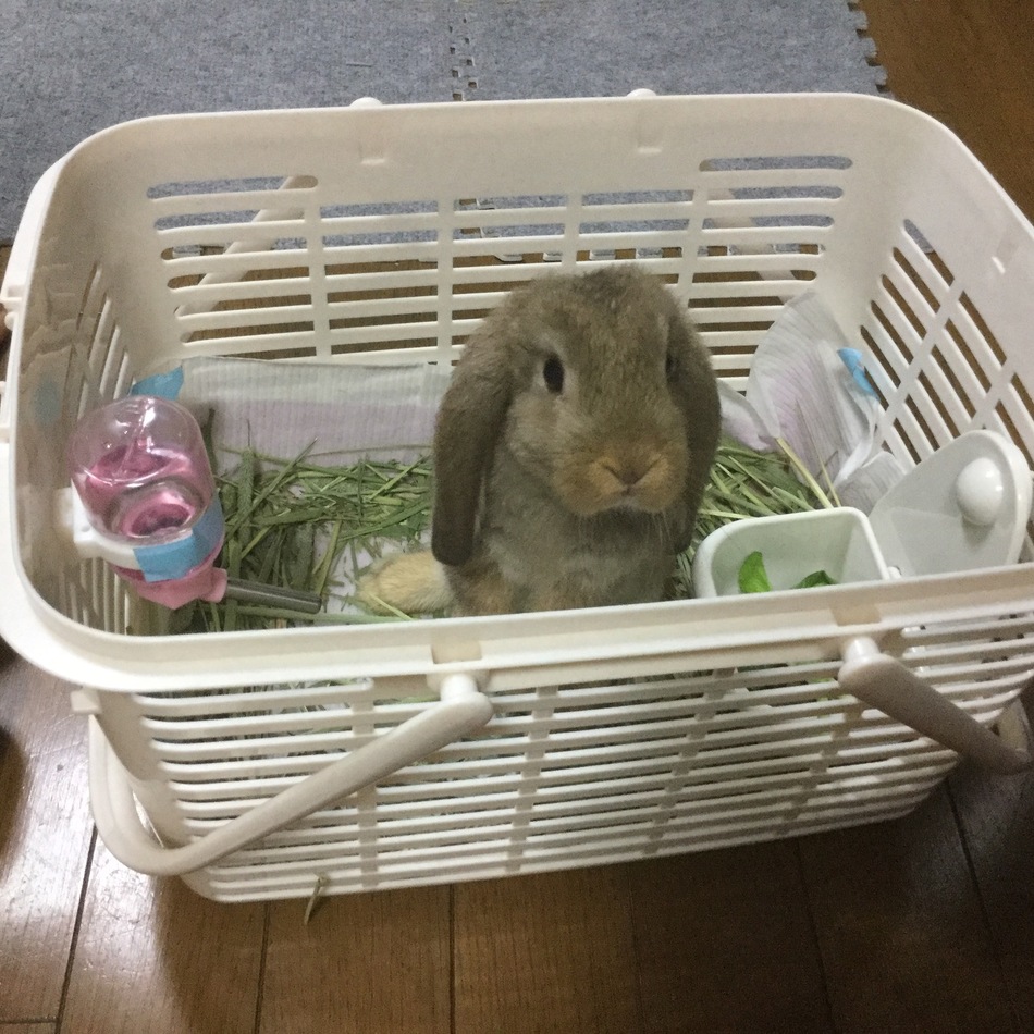 ココアのカバー写真