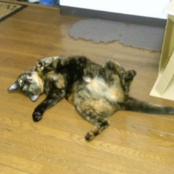 「夏もマジか」サムネイル2