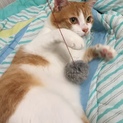 甘えんぼうで鳴き方の可愛い茶白男の子です。