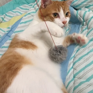 甘えんぼうで鳴き方の可愛い茶白男の子です。