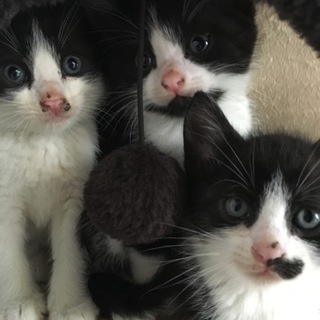 黒白の子猫、生後2ヶ月位