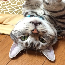 おかお