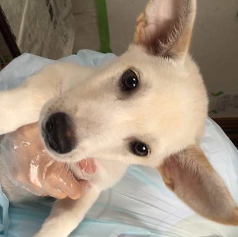 ポン吉 短足でお耳が大き 東京都 犬の里親募集 ペットのおうち 月間利用者150万人