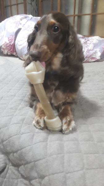 ピット