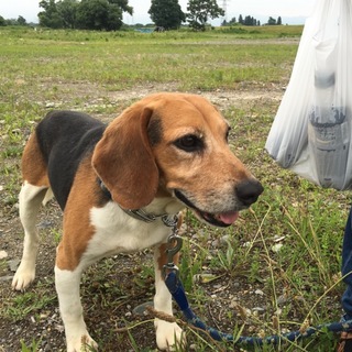 元気なビーグル　ゴン太君