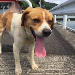 里親決定☆飼い主さん行方不明