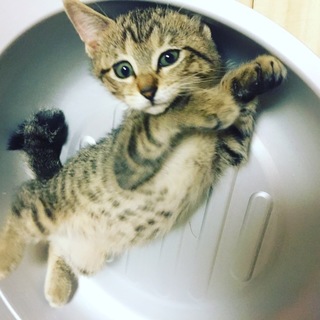 見てるだけで楽しい・・・ふわふわオーくん3ヶ月