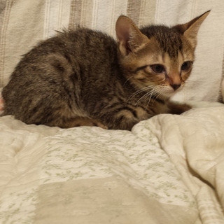 ７匹の子猫を保護しました。　里親をお願いします。