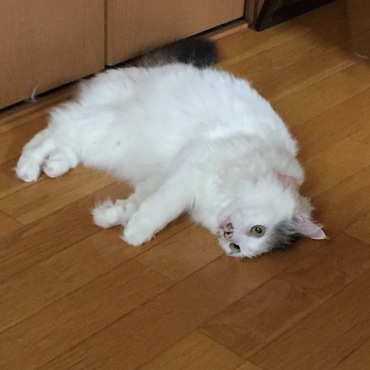 ゴロゴロにゃー