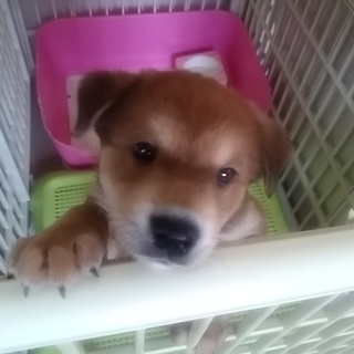 5月15日頃生まれのポン太君