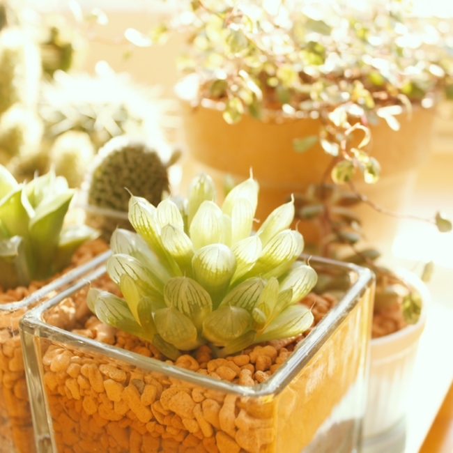 寝落ちのみやこのカバー写真