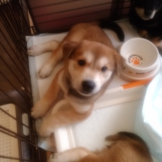 5月15日頃生まれのみるくちゃん