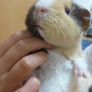 素敵な里親さまに出会えました