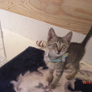 キジトラちゃん４匹兄妹