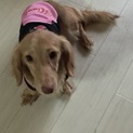 里親さんが決まりました。