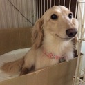 里親様決定致しました(*ov.v)o